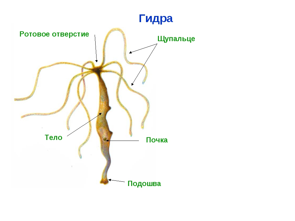 Ссылки в тор