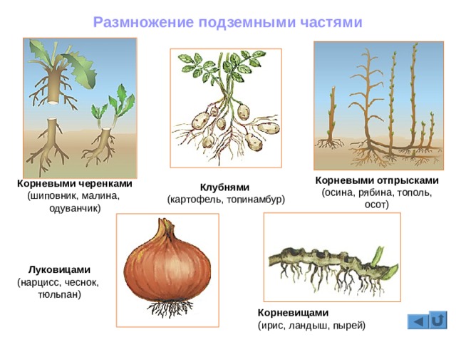 Кракен маркетплейс тор