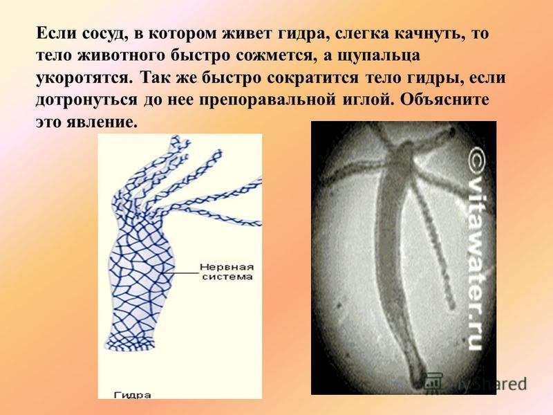 Что такое кракен площадка